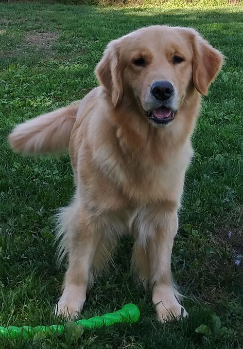 Moonlit Meadows Golden Retrievers Mindy