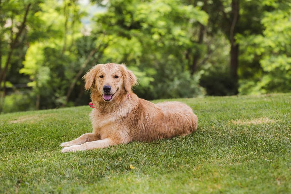 Moonlit Meadows Golden Retrievers Fun Brags