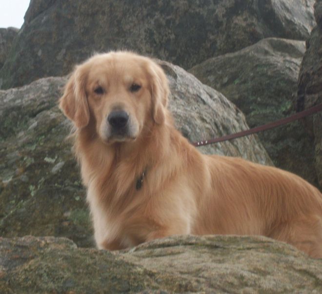 Moonlit Meadows Golden Retrievers In Memory