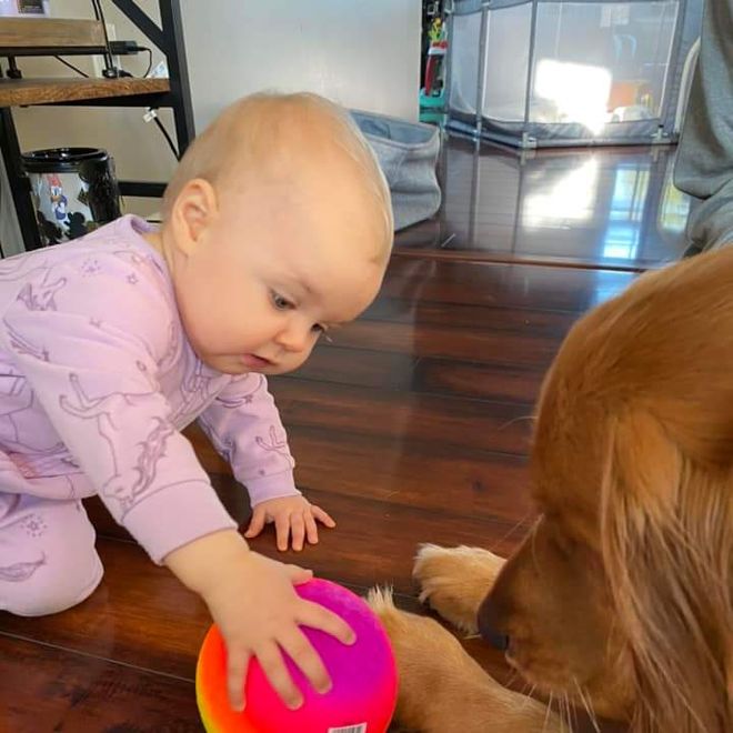 Moonlit Meadows Golden Retrievers Gallery