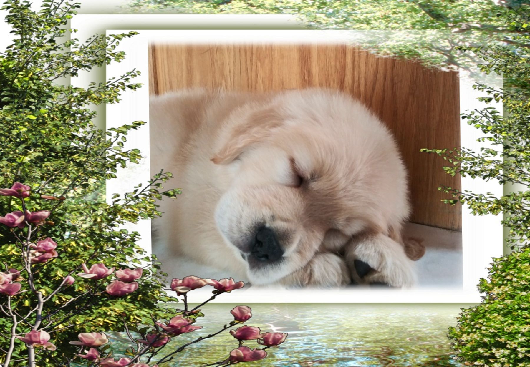 Moonlit Meadows Golden Retrievers Puppies