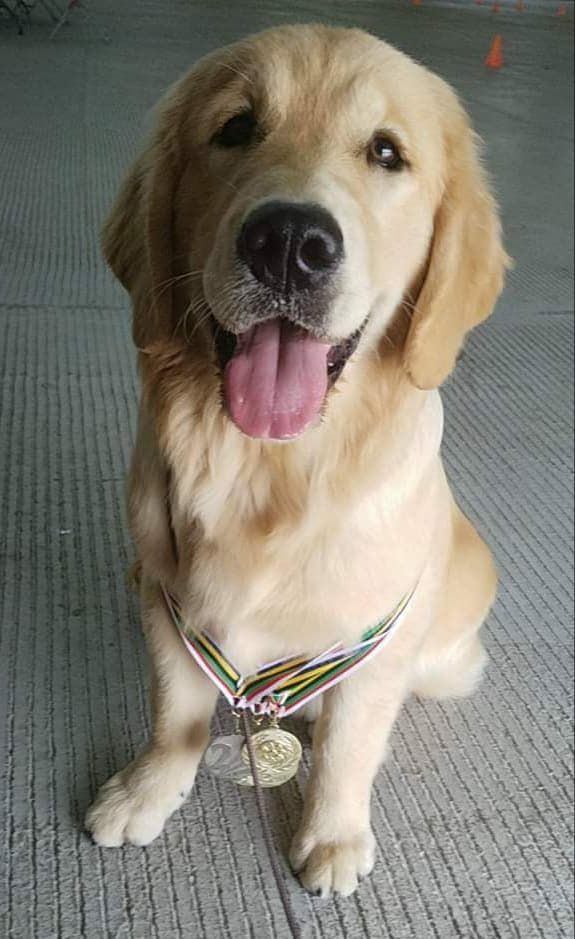 Moonlit Meadows Golden Retrievers Fun Brags