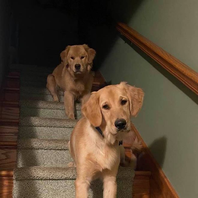 Moonlit Meadows Golden Retrievers Gallery