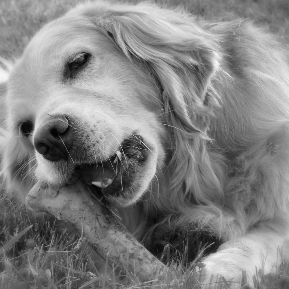 Moonlit Meadows Golden Retrievers Gallery