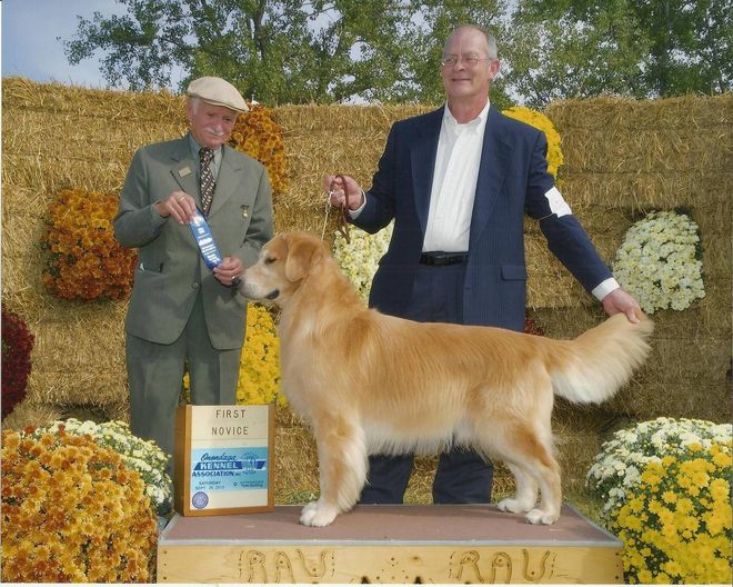 Moonlit Meadows Golden Retrievers In Memory