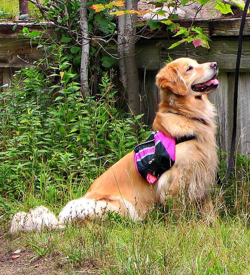 Moonlit Meadows Golden Retrievers