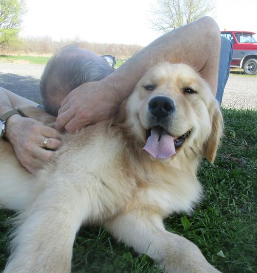 Moonlit Meadows Golden Retrievers Pet Therapy