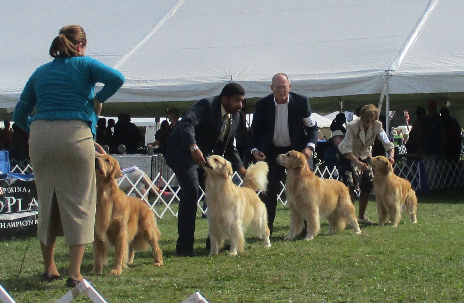 Golden meadows outlet kennel