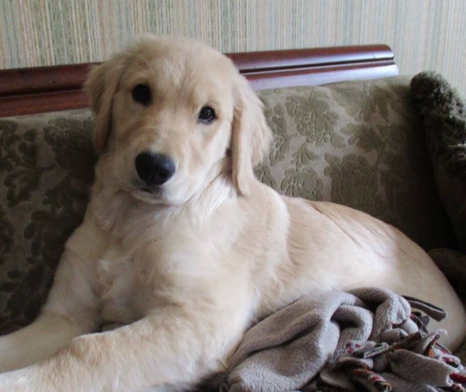 Moonlit Meadows Golden Retrievers Testimonials