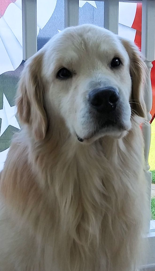 Moonlit Meadows Golden Retrievers Marshall