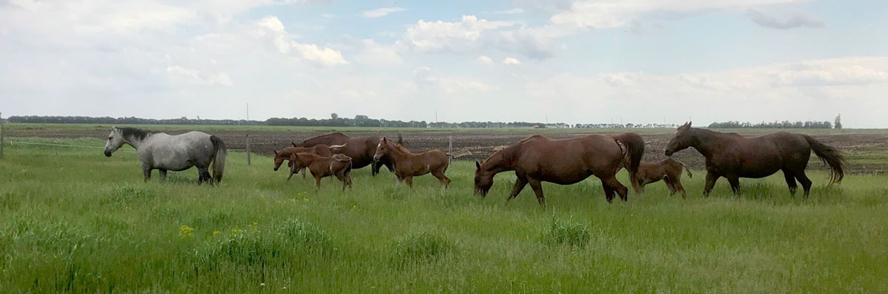 Rocking R Ranch Texas ROCKING R RANCH - RR Haidas Date
