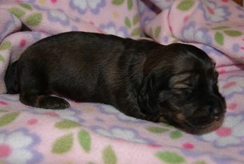 Rosie snoozing @ about 2 weeks old.
