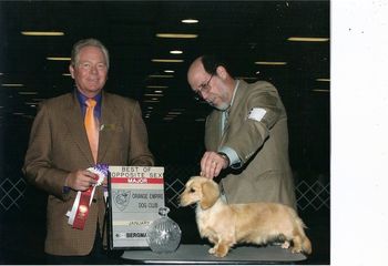 Teckelwood Magique A La Creme V Wyndox ML-AKC Pointed
