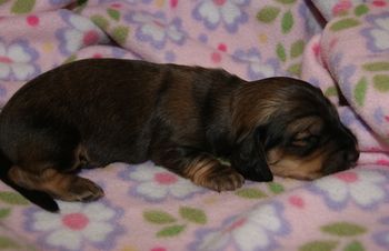 Dee Dee Snoozing @ almost 2 weeks old.
