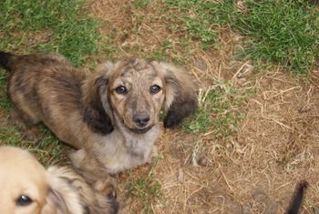 Wyndox Hidalgo ML - Hopkins - he is blessed with his mothers even brindling as his sister, Little Wooly, also inherited.
