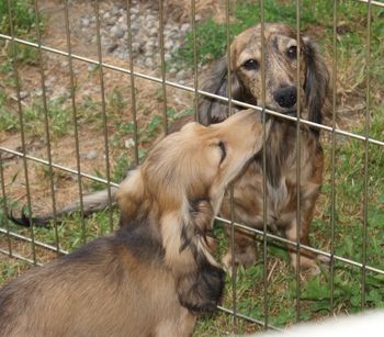 Christian giving his half sister, Rose (Teckelwood Peppermint Rose At Cedarcroft ML) a little smooch.
