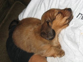GiGI getting a quick nap
