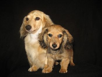Devoncream Magic Master RN and Teckelwood Magic Doll At Wyndox ML (Father and daughter)
