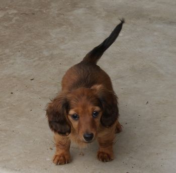 Wyndox April In Paris - "Paris" @ 8 weeks old
