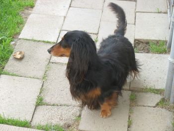 AKC/CKC/In'tl CH Patrick Michael O'Mally ML - PATRICK

