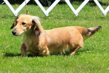 Strutting his stuff and the 2016 CDC Specialty
