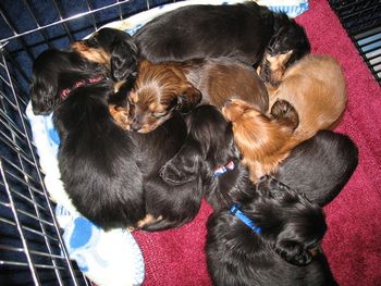 GiGi with her six brothers and sisters-she is the light red next to her dark red sister, Tessa
