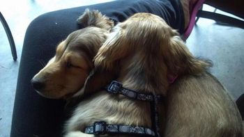 Bella with half-sister Honey - Washington
