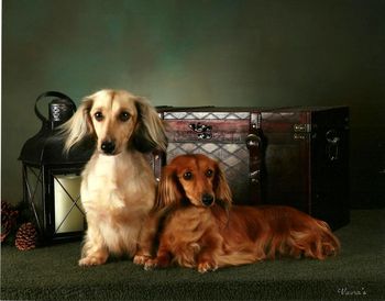 CH Teckelwood Madonna ROM and daughter GCH Wyndox Delightfully Captivating ML
