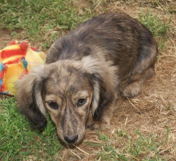 Wyndox Hidalgo ML - Hopkins - is the third boy in the Wild N' Wolly litter
