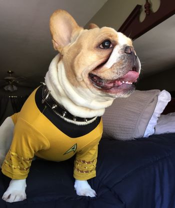 Brando "the session dog" as Capt. Kirk
