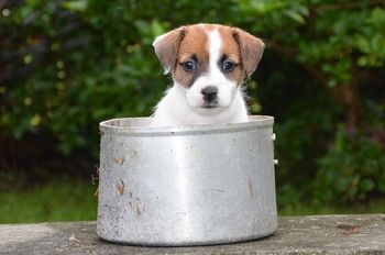 Girl 1 @ 6 Weeks Old!
