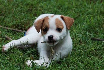 Smooth Girl aged 7 Weeks
