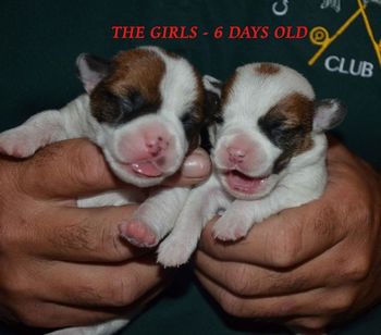 6 Days Old - The Girls!
