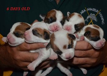 6 Days Old - All together!
