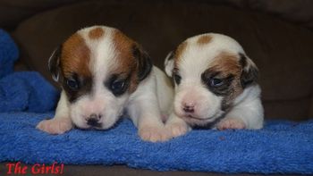 The Girls 2.5 Weeks Old!
