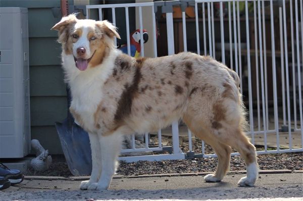 Australian shepherd best sale pointy ears