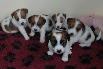 Group Shot - 4.5 weeks old!
