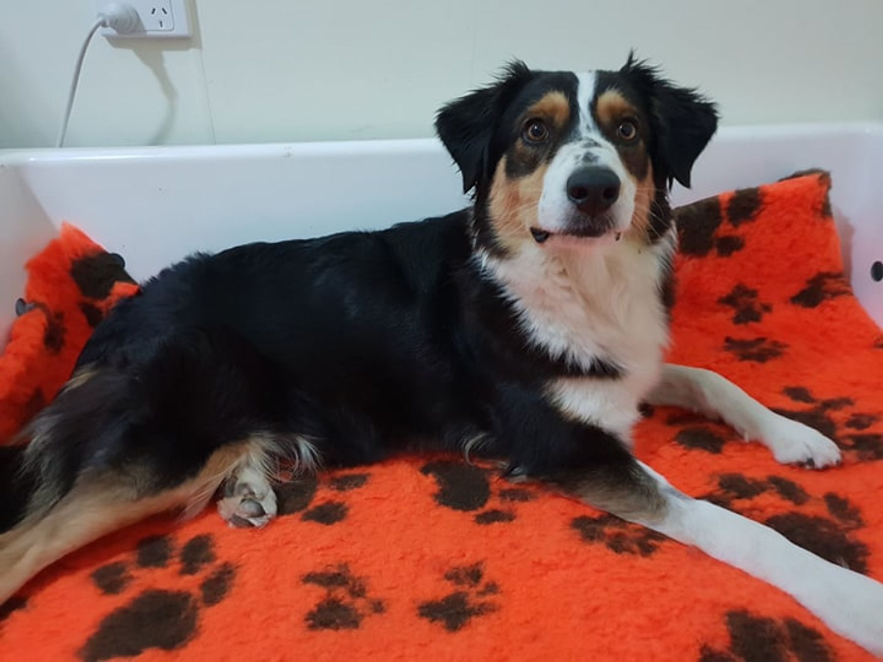 TRU BLU MATE OLDER DOGS TO REHOME