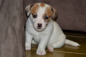 Girl 2 @ 5.3 weeks old!
