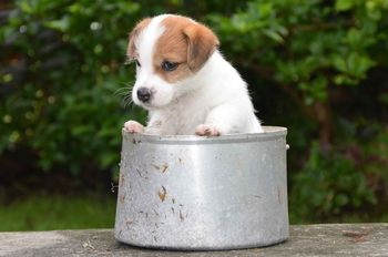 Boy 1 @ 6 Weeks Old!
