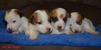 All the Boys 2.5 Weeks Old!
