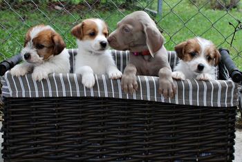 Yeah I agree - we have a nutty photo taking mum!! Left to right boy 3, 4, Weimaraner boy & boy 2 - all aged 6 Weeks Old
