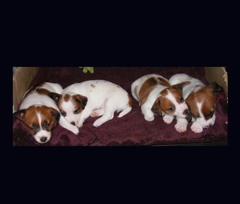 Keyshia with her brother & sisters aged 6 weeks!
