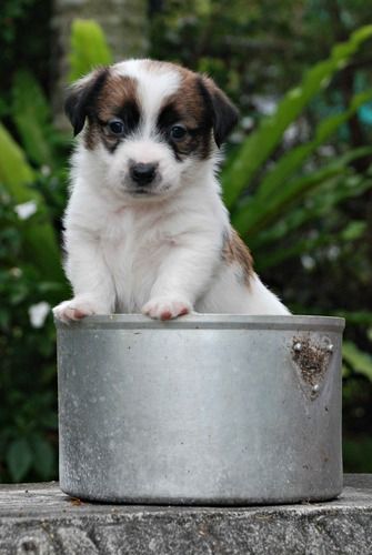 Boy 1 (5 Weeks Old)
