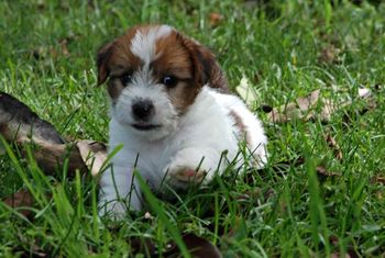 Lets run & play! Boy 3 - 6 Weeks Old!
