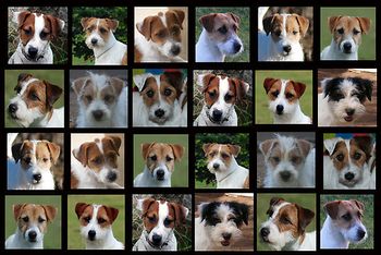 Many faces of a Jack Russell Terrier!
