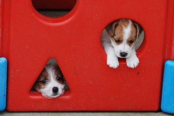 Having fun in the jungle gym! Boy 2 & 4 - 6 Weeks Old
