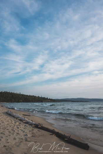 Sandy Beach Driftwood
