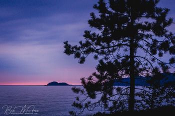 Island & Pine
