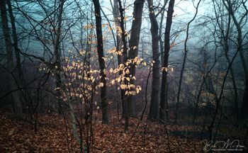 The Leaves Just Glow
